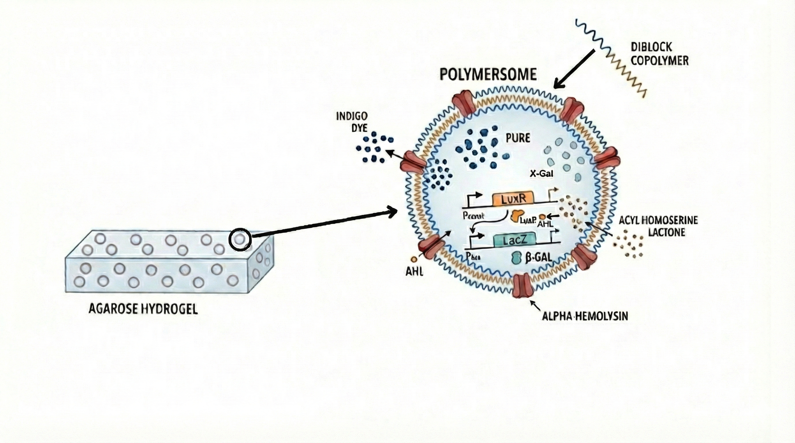 Polymersome Structure Quorum Sensing Polymersome - Nucleus Developer Notes