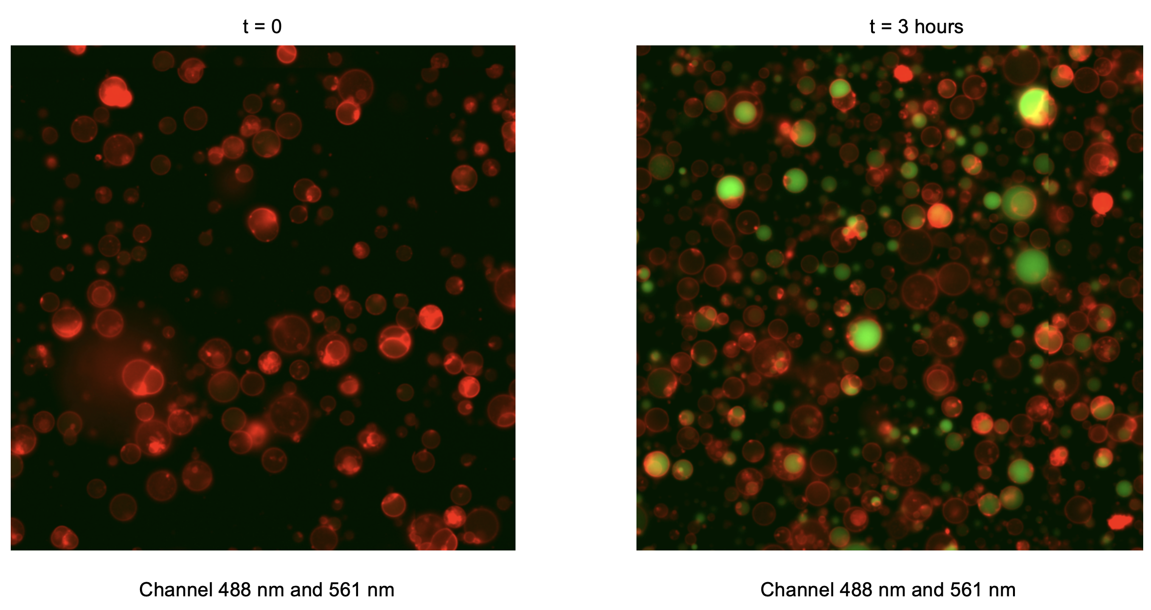 Combined green (488 nm) and red (561 nm) fluorescence channels. Timepoint 0 (t = 0) corresponds to 30 minutes after preparation of the inner solution, reflecting the time required to prepare liposomes.