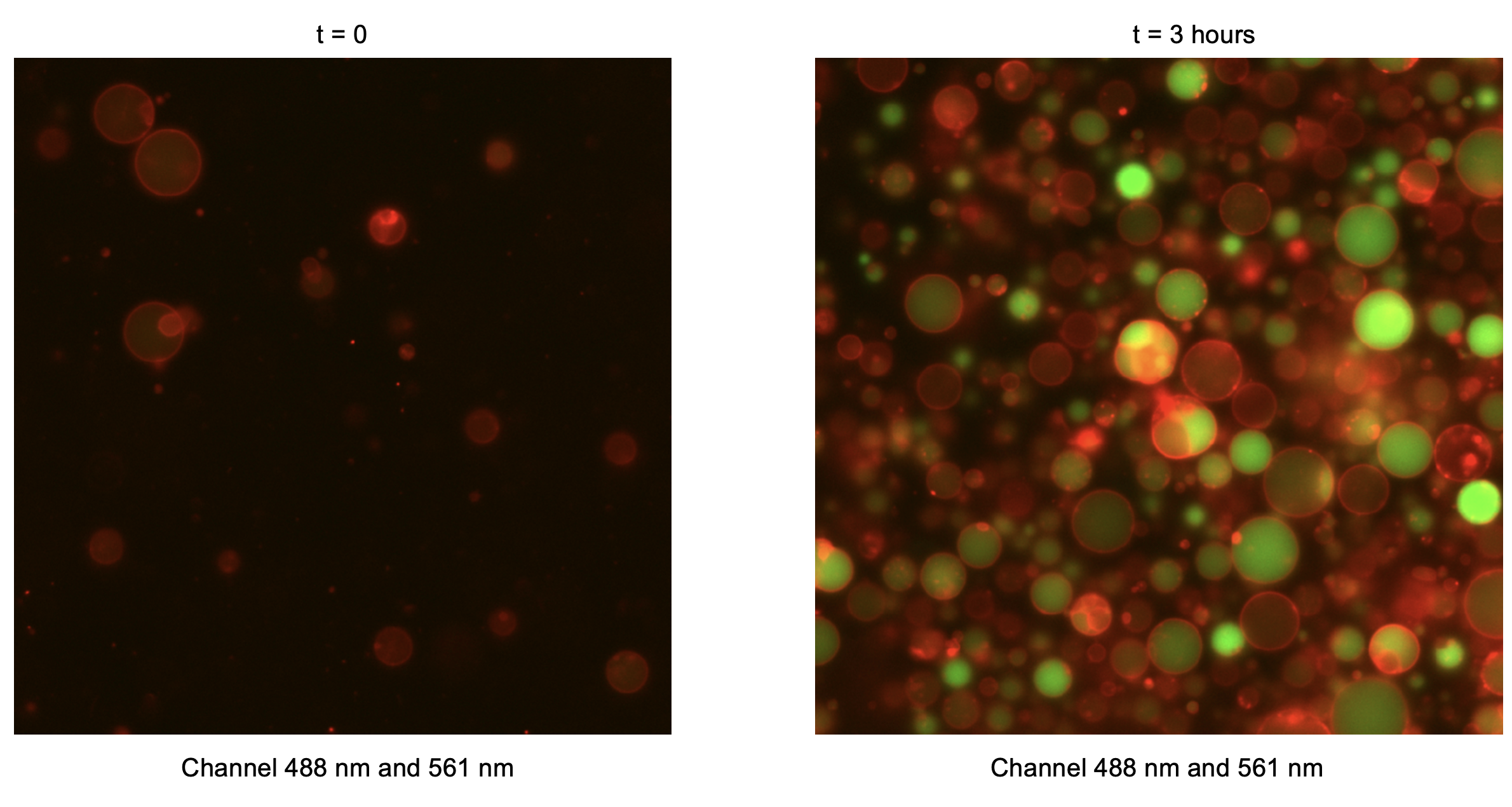 Combined green (488 nm) and red (561 nm) fluorescence channels. Timepoint 0 (t = 0) corresponds to 30 minutes after preparation of the inner solution, reflecting the time required to prepare liposomes.