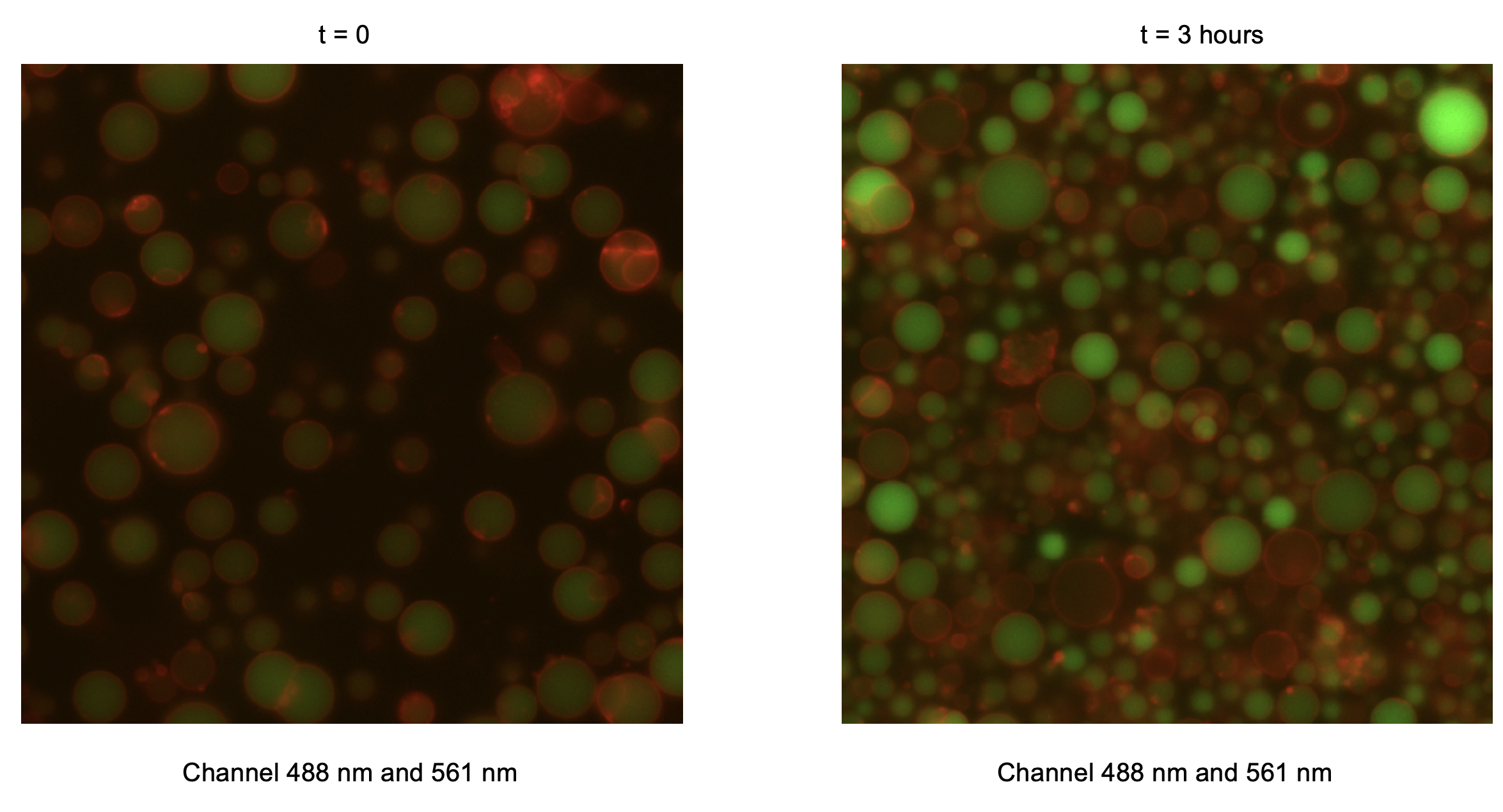 Combined green (488 nm) and red (561 nm) fluorescence channels. Timepoint 0 (t = 0) corresponds to 30 minutes after preparation of the inner solution, reflecting the time required to prepare liposomes.