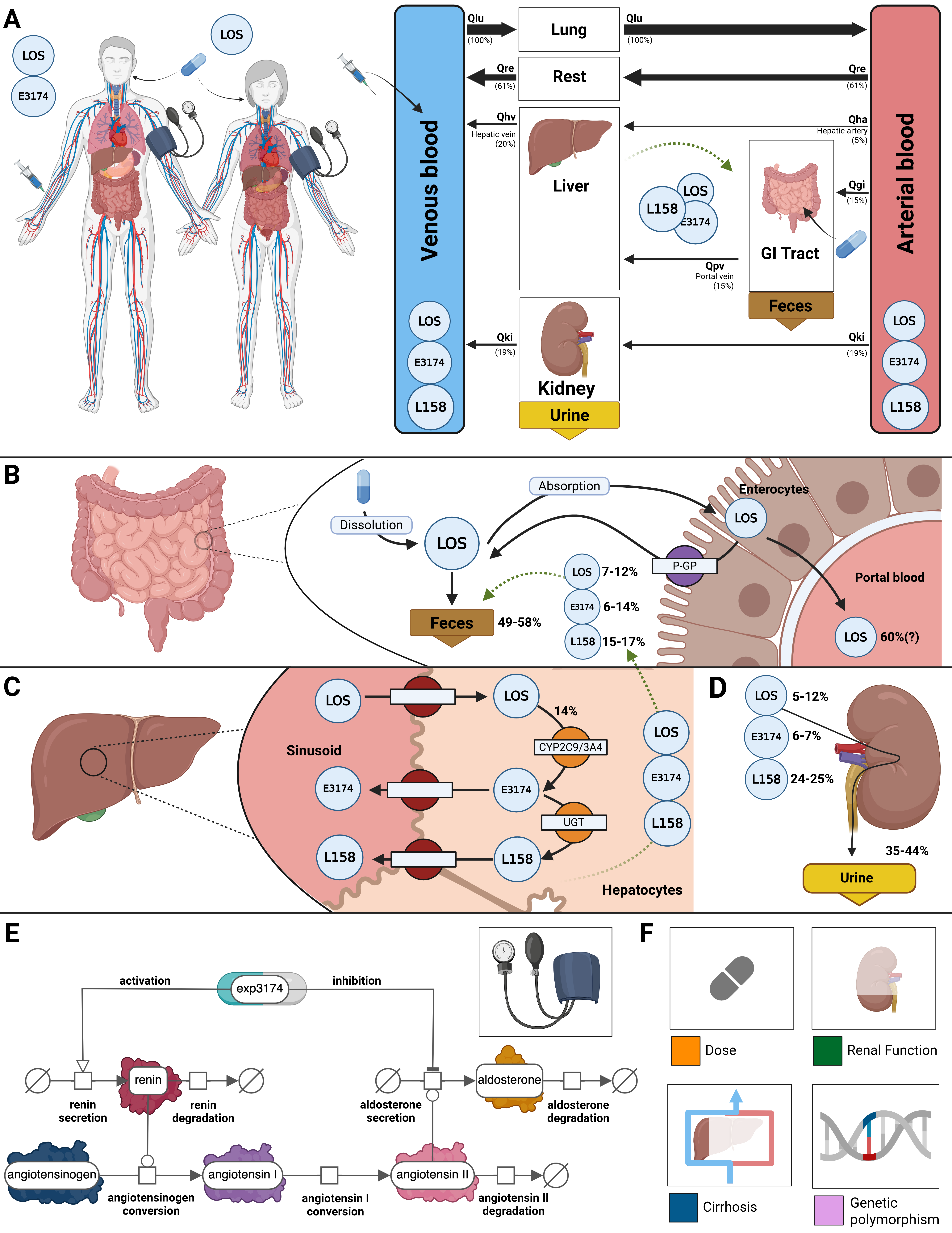 Whole-body PBPK/PD model of losartan.