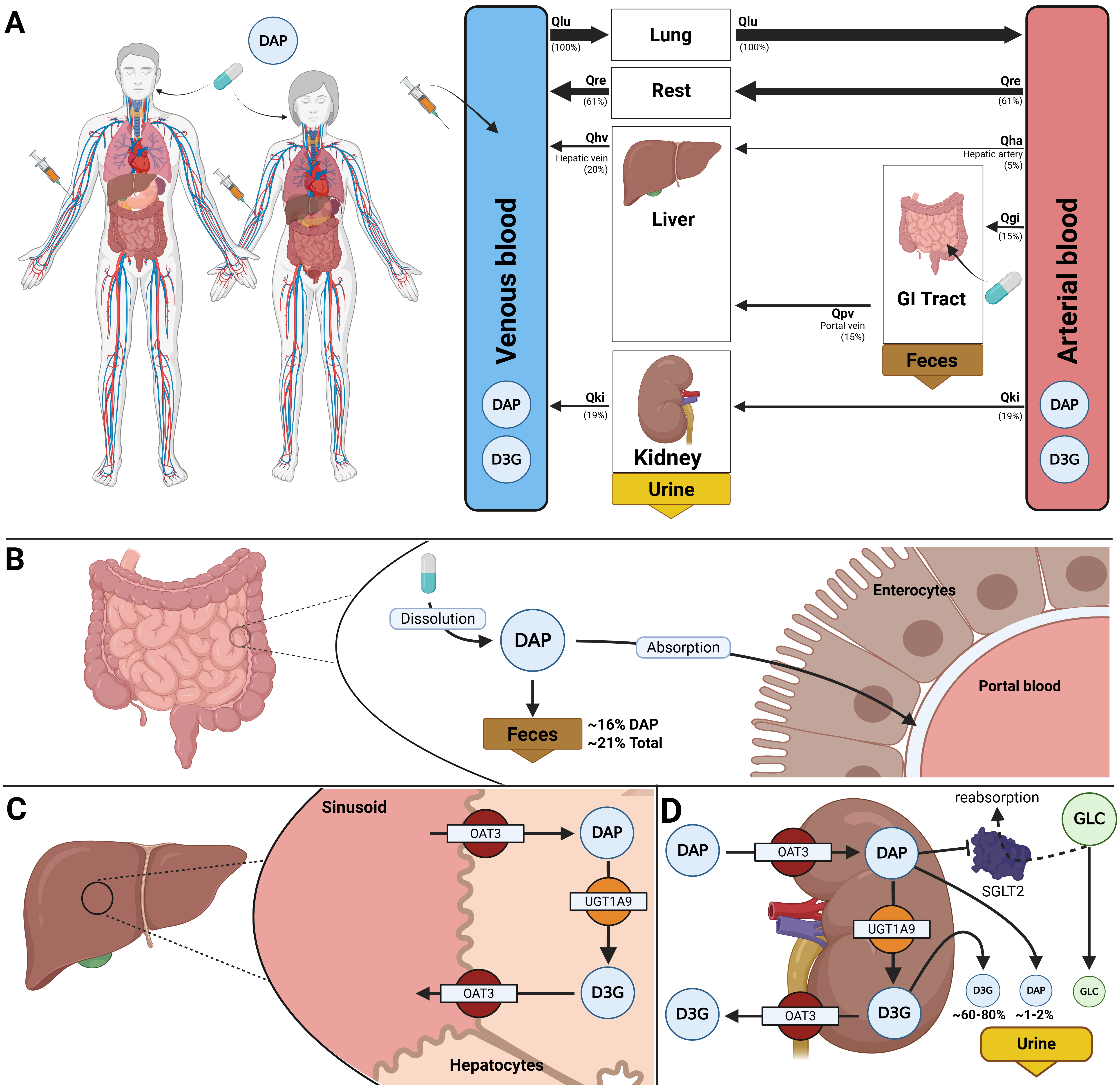 Whole-body PBPK/PD model of dapagliflozin and key factors influencing its disposition. A) Whole-body model illustrating dapagliflozin (DAP) administration (oral and intravenous), its systemic circulation via venous and arterial blood, and the key organs (liver, kidney, GI tract) involved in DAP metabolism, distribution, and excretion. B) Intestine model describing the absorption of DAP by enterocytes. DAP has a high bioavailability, with about 16% excreted in feces. C) Hepatic model depicting the uptake of DAP by hepatocytes and its conversion by UGT1A9 into its primary metabolite dapagliflozin-3-O-glucuronide (D3G). D) Renal model showing the uptake and excretion of DAP and D3G in urine and metabolic conversion of dapagliflozin to D3G. In the kidneys, dapagliflozin inhibits SGLT2, resulting in reduced glucose reabsorption and increased urinary glucose excretion.