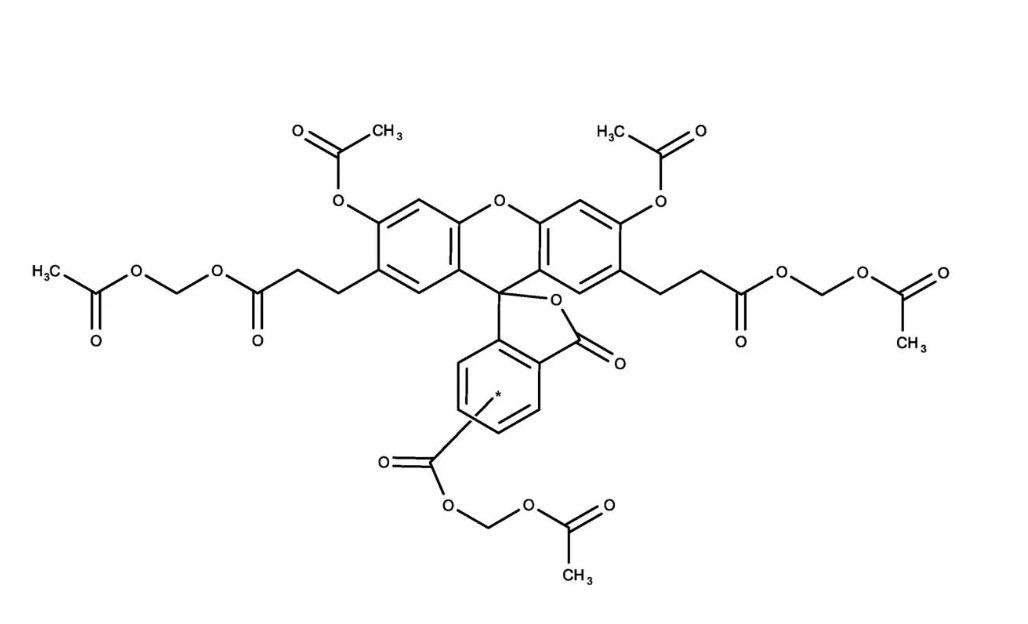The pH-sensitive molecule 2’,7’-bis-(2-carboxyethyl)-5-(and-6)-carboxyfluorescein acetoxymethyl ester (BCECF).