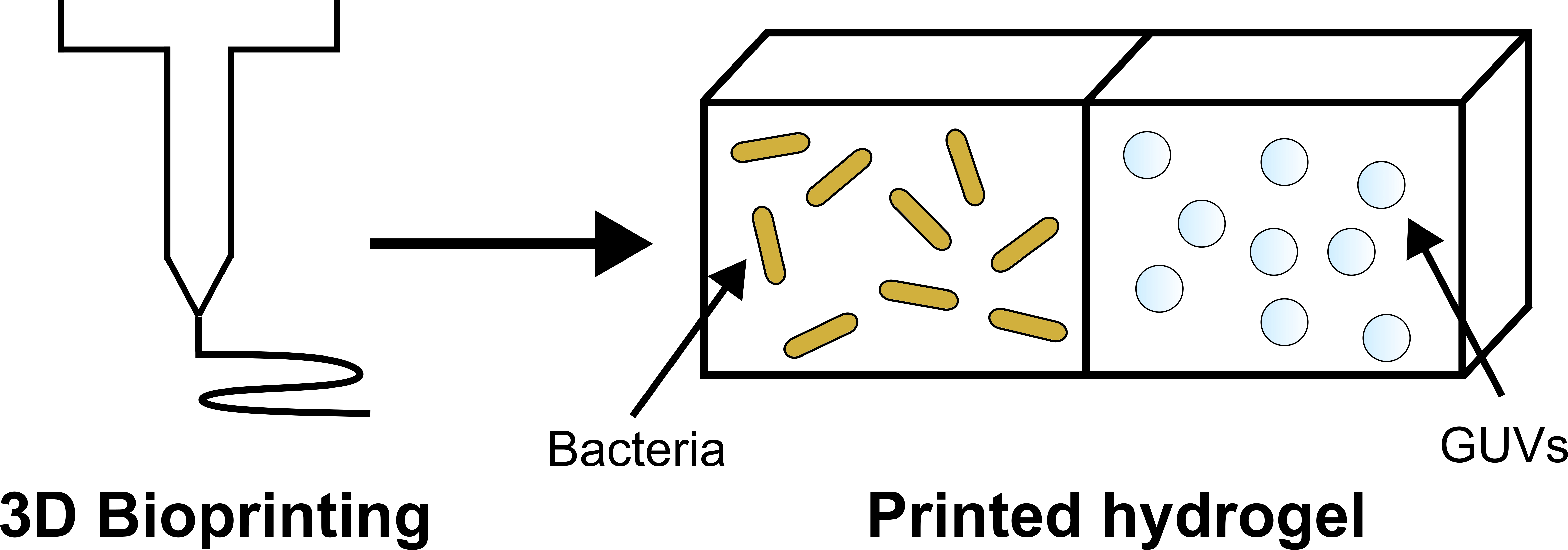 Schematic of the project. Bioprinting should enable controlled spatial patterning of organelles within the hydrogel.