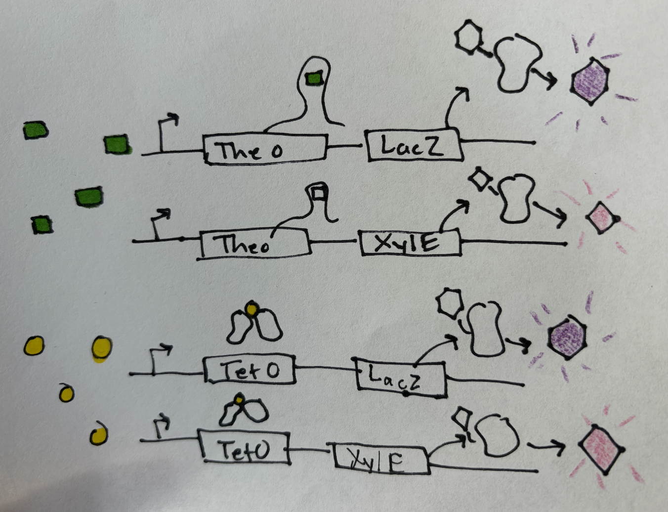 Multiple sensor and reporter combinations will be used to produce a unique colorimetric enzyme for each ligand :::