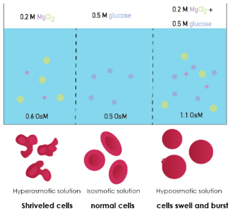 An osmolarity/tonicity diagram showing three conditions side by side — cells in a hyperosmotic solution (0.2 M MgCl₂, 0.6 OsM) shrivel; isosmotic (0.5 M glucose, 0.5 OsM) normal; and a third condition (0.2 M MgCl₂ + 0.5 M glucose, 1.1 OsM) labeled “Hypoosmotic solution” where cells swell and burst.