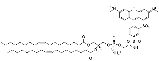 18:1 Liss Rhod PE (lissamine rhodamine B-labeled phosphatidylethanolamine)