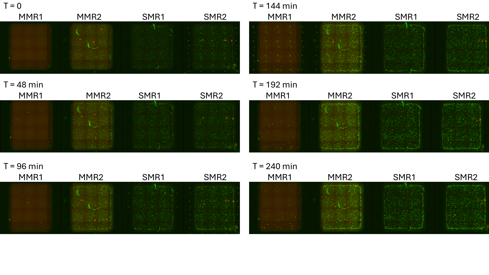Time course of PURExpress encapsulation supplemented with sfGFP, measured at 488 nm and 638 nm on Cephla microscope for 240 min. The 4 wells represent modified method and standard method with replicates (MMR1–2 and SMR1–2 respectively).