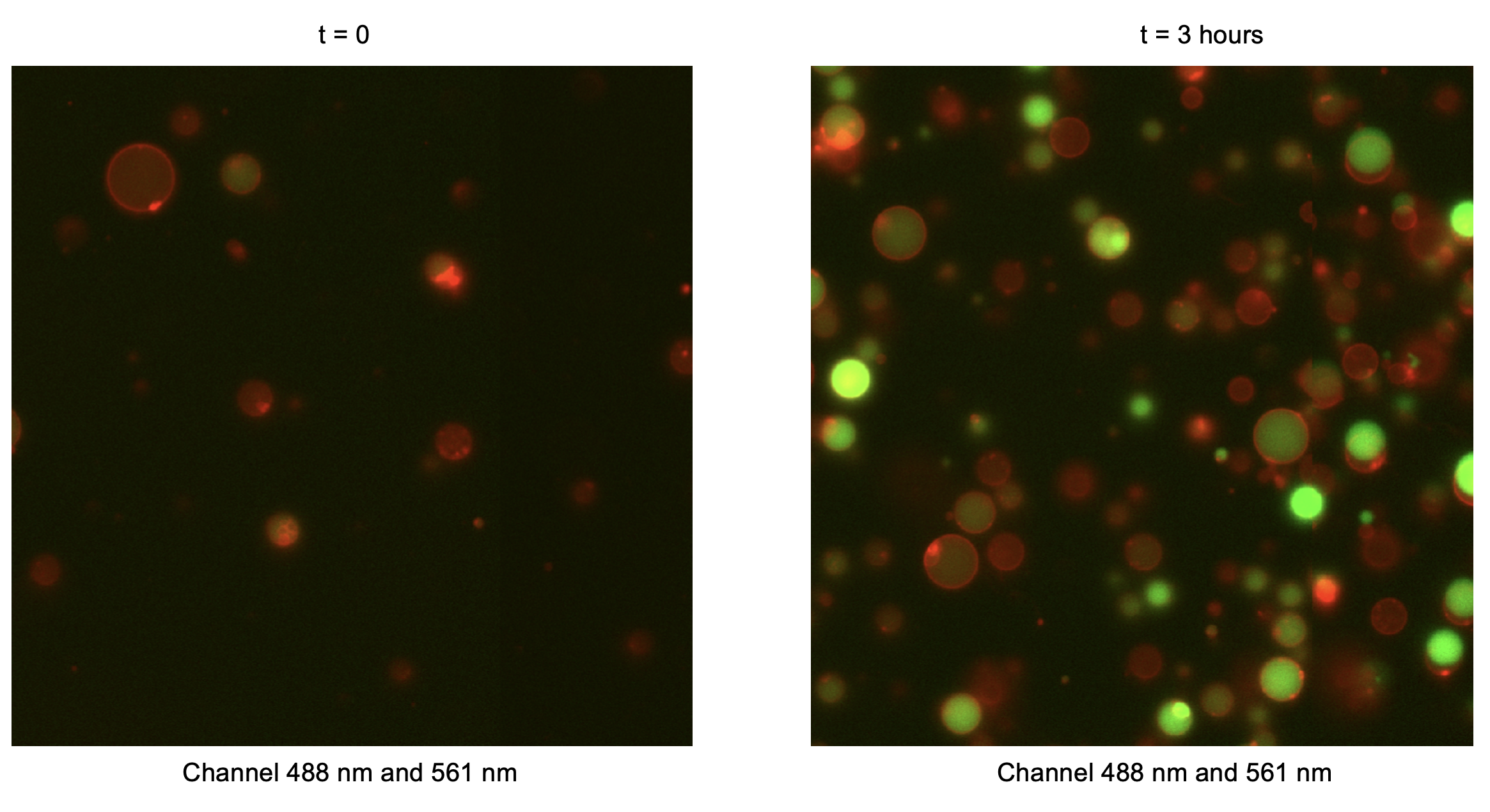 Combined green (488 nm) and red (561 nm) fluorescence channels. Timepoint 0 (t = 0) corresponds to 30 minutes after preparation of the inner solution, reflecting the time required to prepare liposomes.
