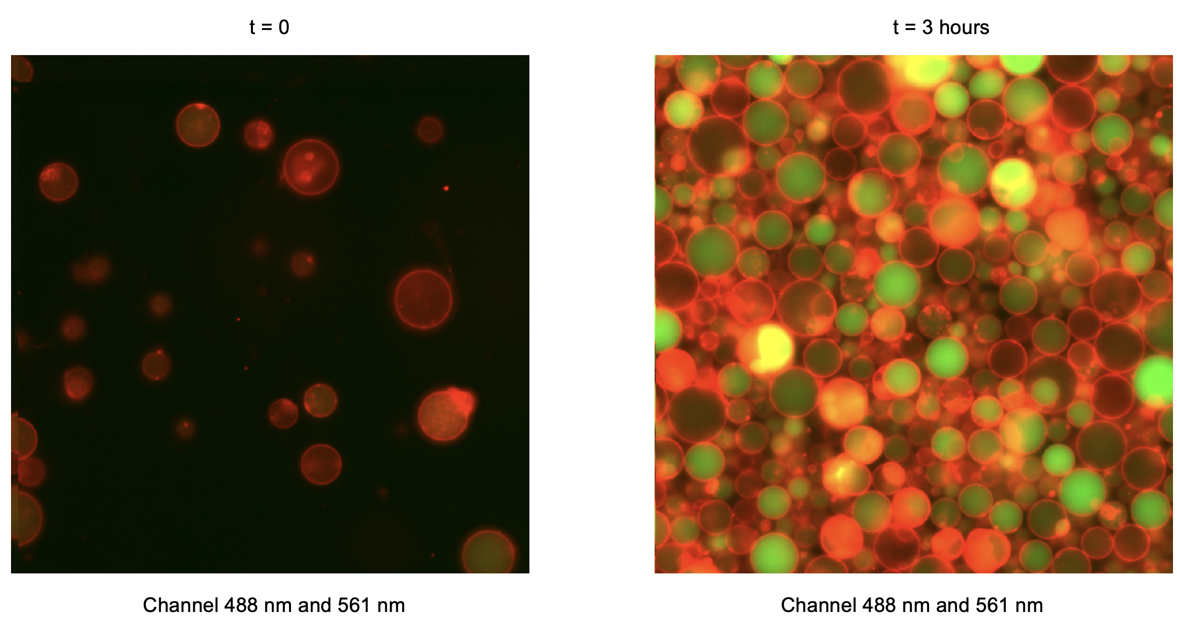 Combined green (488 nm) and red (561 nm) fluorescence channels. Timepoint 0 (t = 0) corresponds to 30 minutes after preparation of the inner solution, reflecting the time required to prepare liposomes.