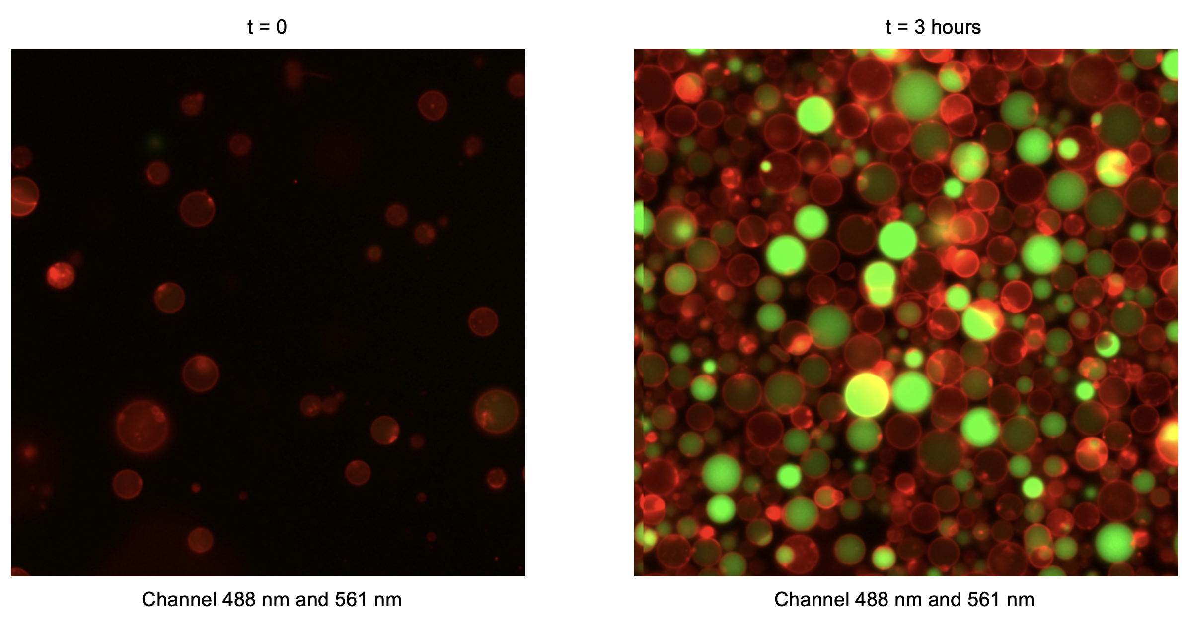 Combined green (488 nm) and red (561 nm) fluorescence channels. Timepoint 0 (t = 0) corresponds to 30 minutes after preparation of the inner solution, reflecting the time required to prepare liposomes.