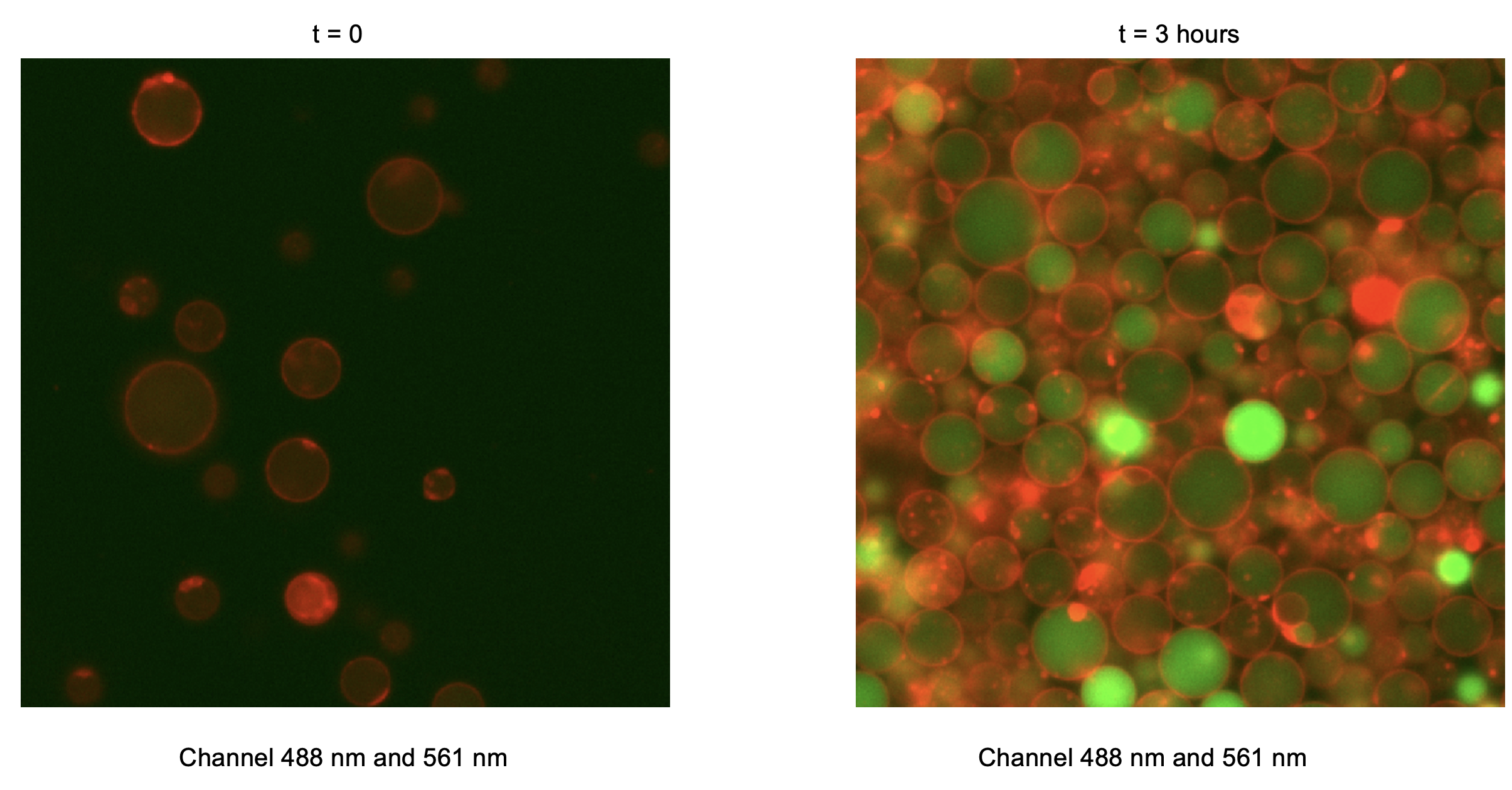 Combined green (488 nm) and red (561 nm) fluorescence channels. Timepoint 0 (t = 0) corresponds to 30 minutes after preparation of the inner solution, reflecting the time required to prepare liposomes.