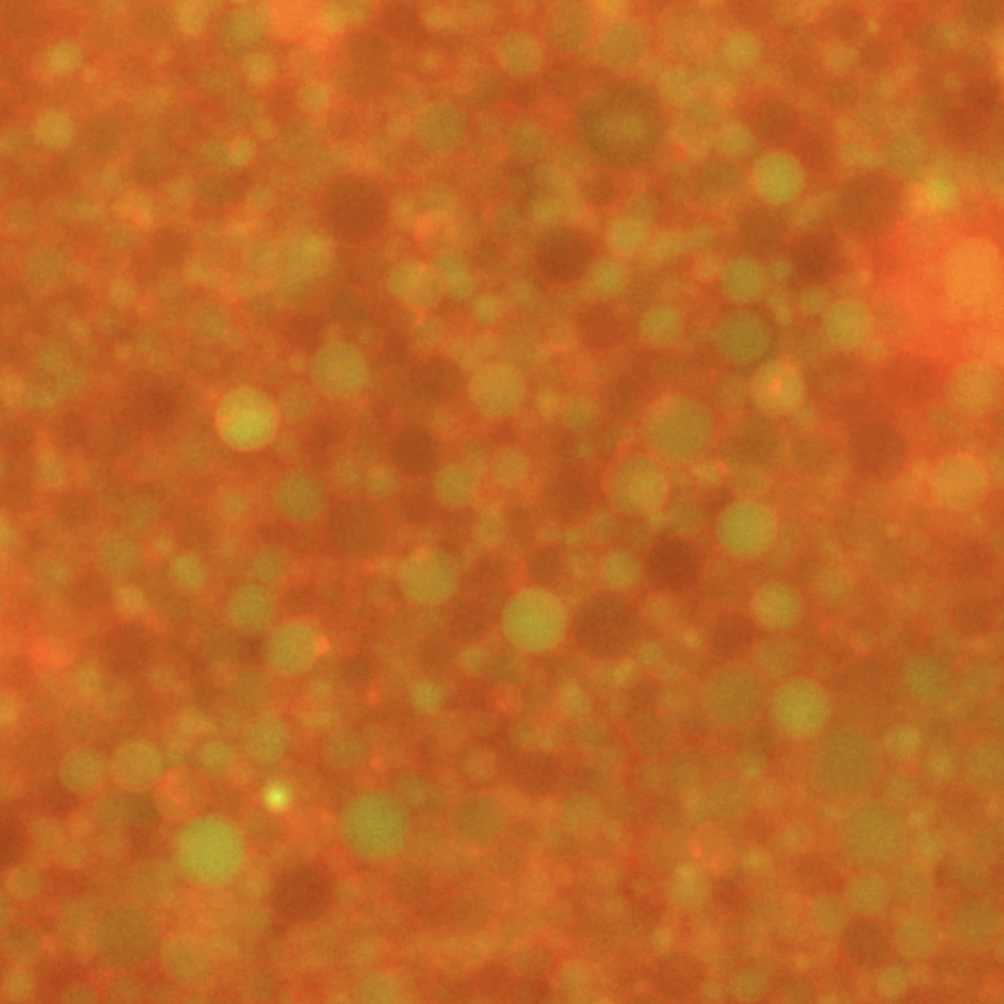 Synthetic cells, t = 6 hours. Integrated fluorescence channels for green (488 nm) and red (638 nm) wavelengths. The initial measurement (t = 0) was recorded 30 minutes following inner solution assembly, accounting for the duration of the liposome encapsulation process.
