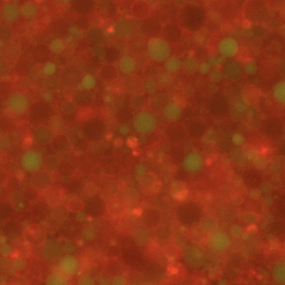 Synthetic cells, t = 6 hours. Integrated fluorescence channels for green (488 nm) and red (638 nm) wavelengths. The initial measurement (t = 0) was recorded 30 minutes following inner solution assembly, accounting for the duration of the liposome encapsulation process.