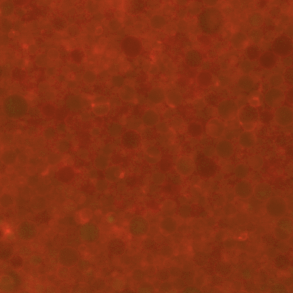 Synthetic cells, t = 0 hours. Integrated fluorescence channels for green (488 nm) and red (638 nm) wavelengths. The initial measurement (t = 0) was recorded 30 minutes following inner solution assembly, accounting for the duration of the liposome encapsulation process.