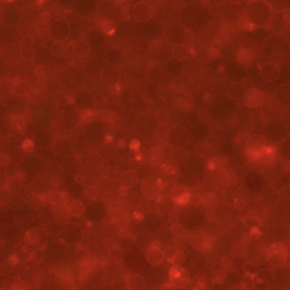 Synthetic cells, t = 0 hours. Integrated fluorescence channels for green (488 nm) and red (638 nm) wavelengths. The initial measurement (t = 0) was recorded 30 minutes following inner solution assembly, accounting for the duration of the liposome encapsulation process.