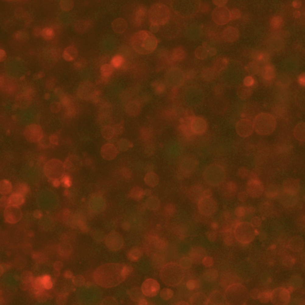 Synthetic cells, t = 0 hours. Integrated fluorescence channels for green (488 nm) and red (638 nm) wavelengths. The initial measurement (t = 0) was recorded 30 minutes following inner solution assembly, accounting for the duration of the liposome encapsulation process.