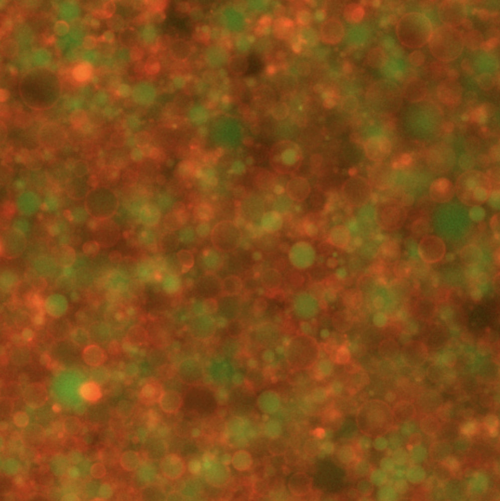 Synthetic cells, t = 6 hours. Integrated fluorescence channels for green (488 nm) and red (638 nm) wavelengths. The initial measurement (t = 0) was recorded 30 minutes following inner solution assembly, accounting for the duration of the liposome encapsulation process.