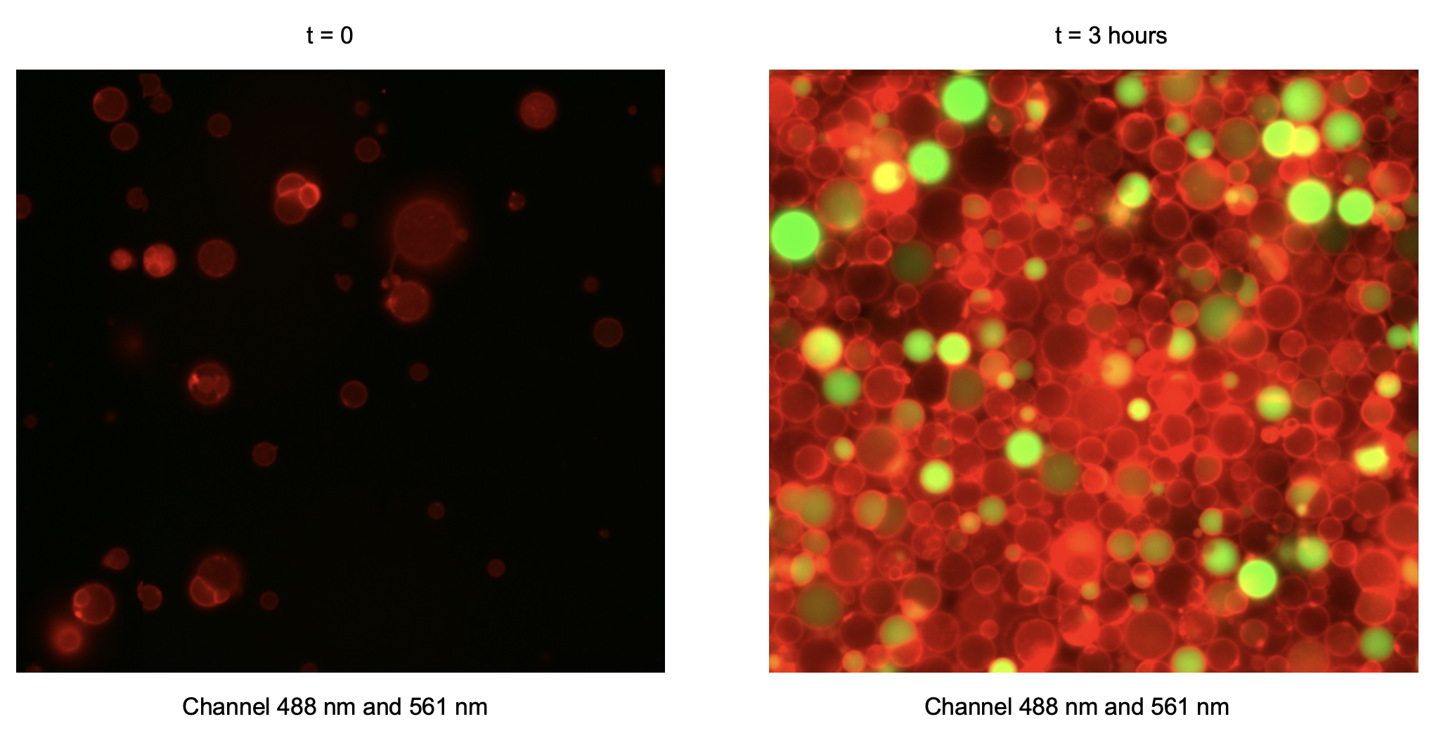 Combined green (488 nm) and red (561 nm) fluorescence channels. Timepoint 0 (t = 0) corresponds to 30 minutes after preparation of the inner solution, reflecting the time required to prepare liposomes.