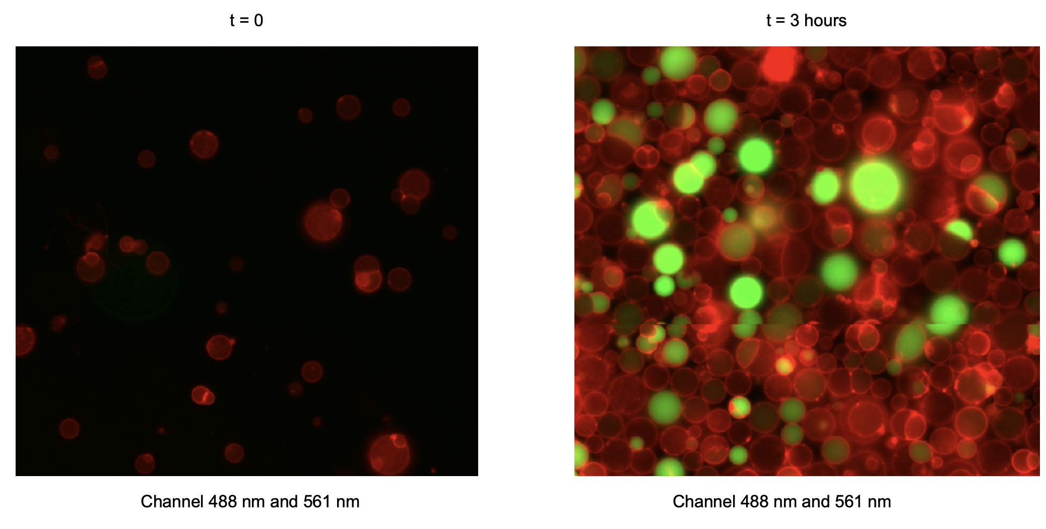 Combined green (488 nm) and red (561 nm) fluorescence channels. Timepoint 0 (t = 0) corresponds to 30 minutes after preparation of the inner solution, reflecting the time required to prepare liposomes.