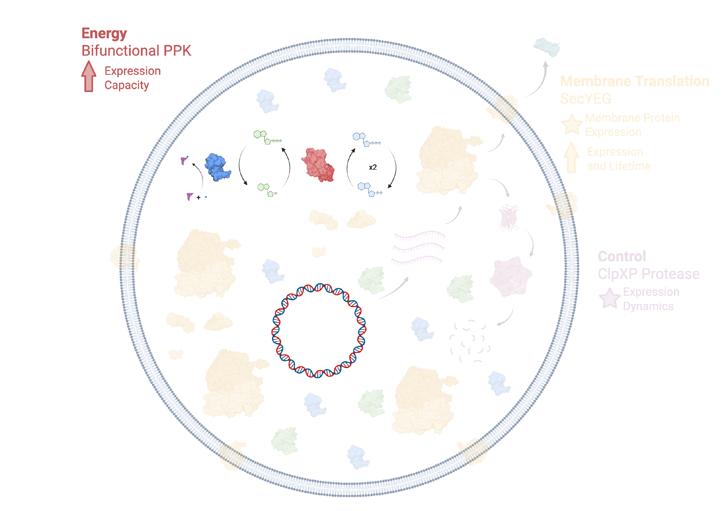 Illustration of the PPK based energy regeneration module in the Developer Cell, with undeveloped modules grayed out.
