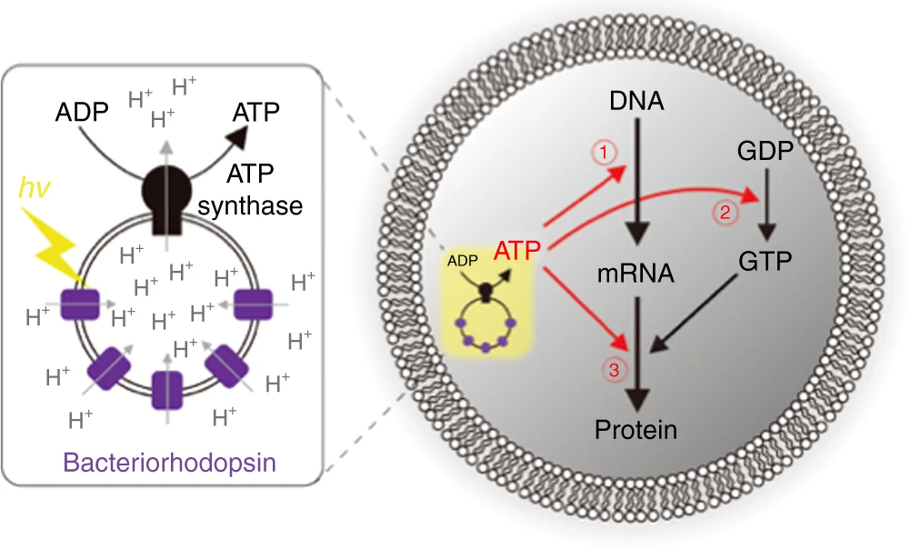 Schematics of the artificial photosynthetic cell encapsulating artificial organelle, which consists of bacteriorhodopsin (bR) and FoF1-ATP synthase (FoF1). Figure adapted from Berhanu et al. 2019.