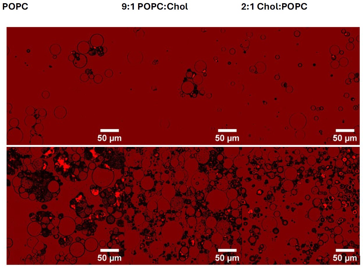 Representative images of GUV 10 mM lipid in oil (top row) and 20 mM lipid in oil (bottom row). GUVs with 1 mM lipid concentration in oil did not form.