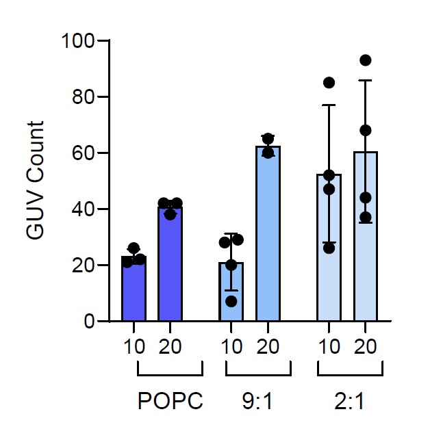 Quantification of the number of GUVs per ROI using varying lipid concentration and compoition. Increasing lipid concentration increased the number of GUVs and addition of cholesterol seemed to increase number of GUVs. 2:1 Chol:POPC GUVs had increased variability compared to other compositions.