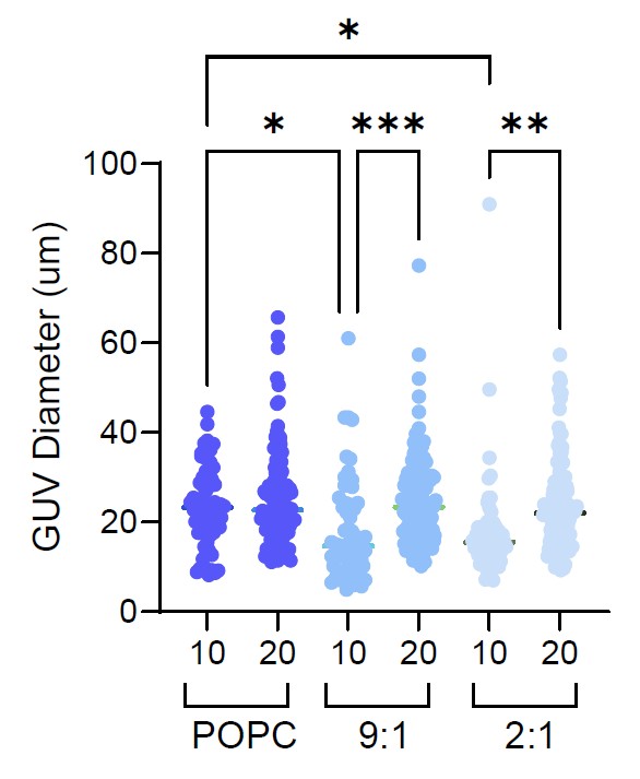 Quantification of the diameter of GUVs using varying lipid concentration and compoition. Increasing lipid concentration increases GUV diameter.