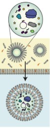 Double emulsion method: "Double emulsion method "