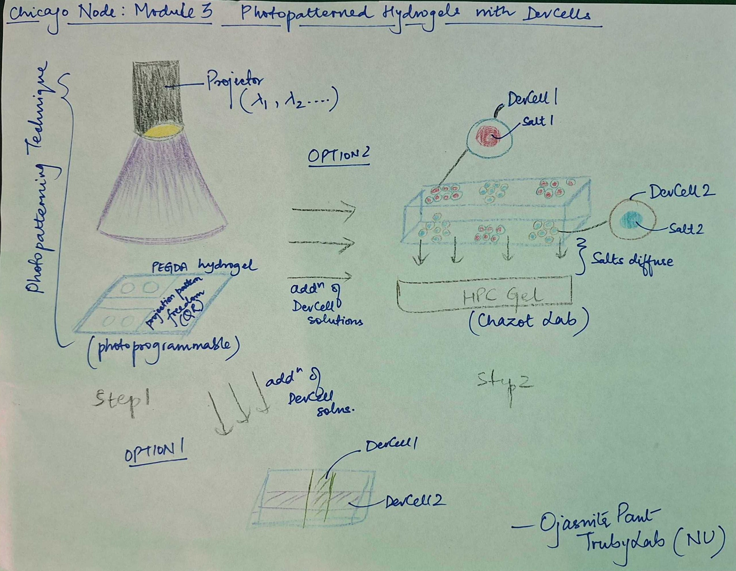 Schematic workflow of the photopatterning technique. Option 1: DevCells release enzyme for colorimetric response, Option 2: DevCells release salts that change the colour of the HPC gel.