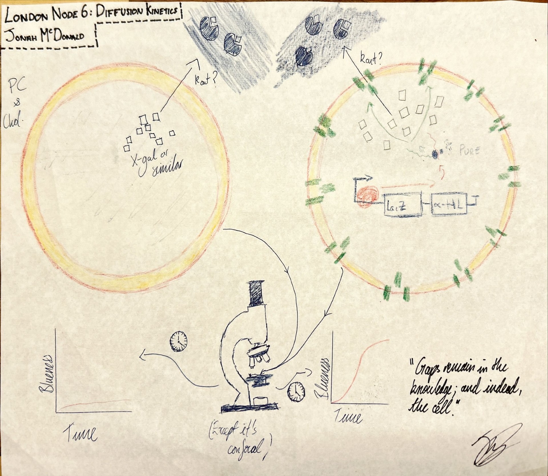 A graphical summary of the two internal conditions of the GUVs and their expected diffusion kinetics.