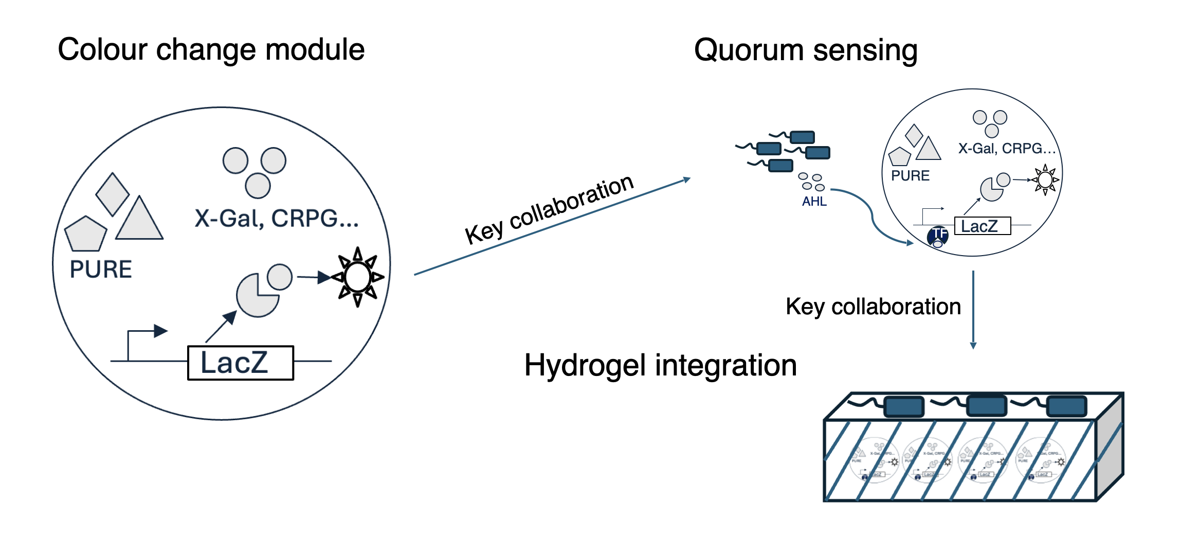 The colour change module consisting of DNA encoding a reporter enzyme (LacZ) along with an appropriate substrate is encapsulated in GUVs containing nucleus cytosol. LacZ converts the substrate into a colourful product. The GUV-encapsulated module will be integrated with a quorum sensing system before being embedded in a hydrogel to detect the presence of bacteria.