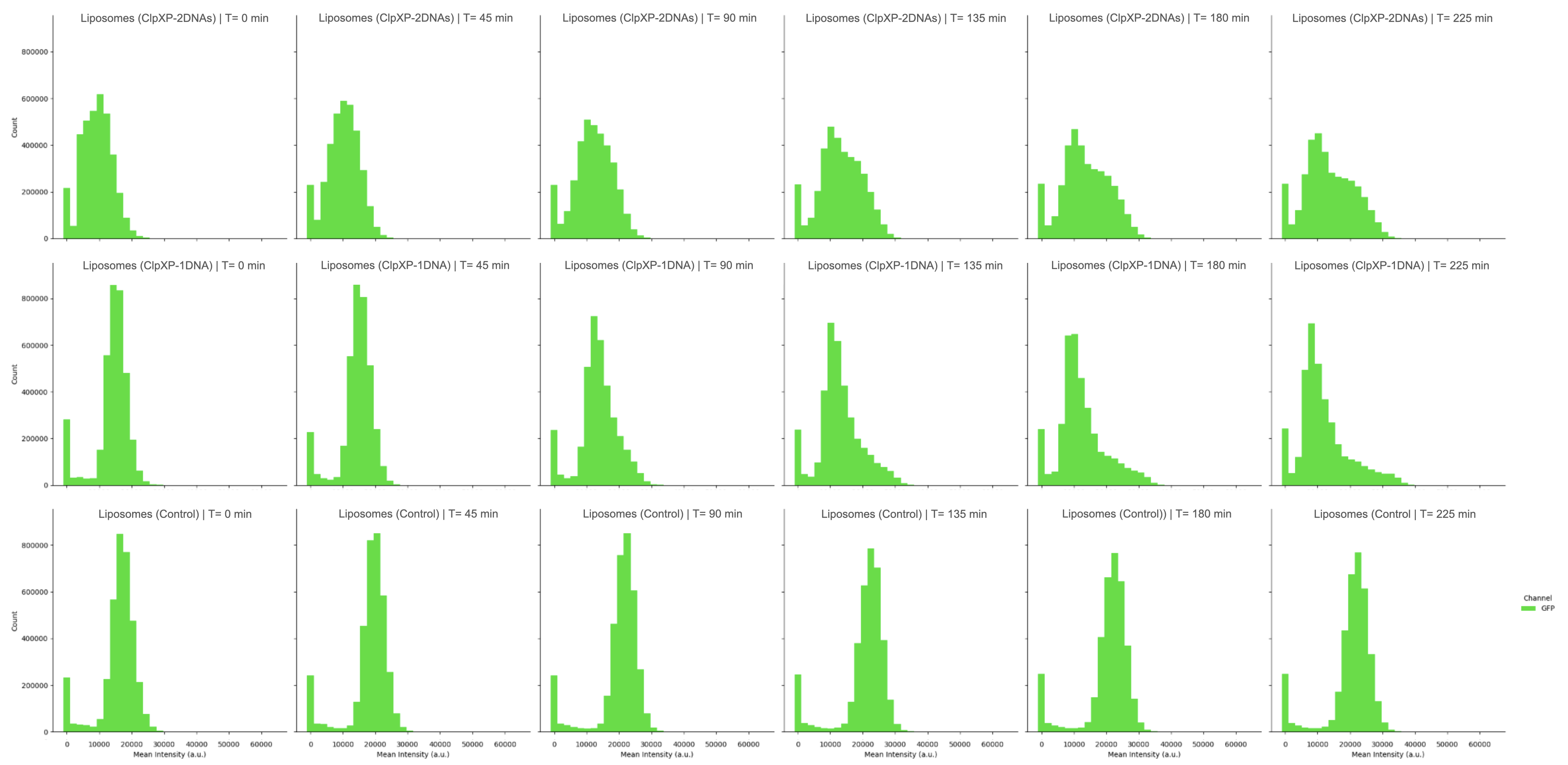 Time-resolved histograms of mean GFP fluorescence intensity of individual liposomes during incubation. Top row: liposomes containing both ClpX and ClpP DNA (ClpXP–2DNAs); middle row: liposomes containing a single ClpXP DNA component (ClpXP–1DNA); bottom row: control liposomes lacking ClpXP. Histograms are shown at 0, 45, 90, 135, 180, and 225 min. In ClpXP-containing samples, the fluorescence distributions progressively shift toward lower intensities over time, consistent with GFP–ssrA degradation, whereas control liposomes maintain relatively stable intensity distributions. A persistent high-intensity subpopulation is observed across all conditions.