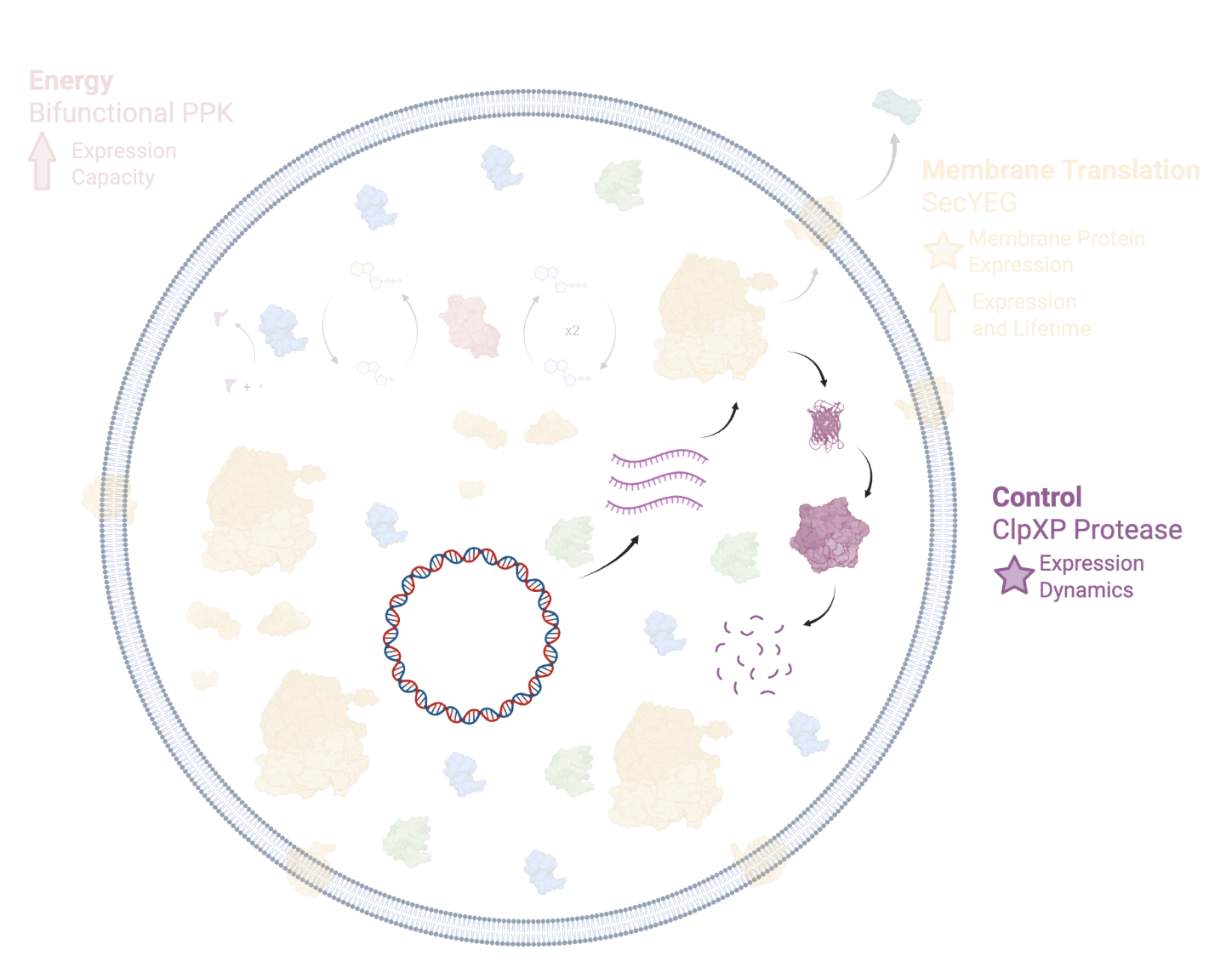 Illustration of the ClpXP protein degradation control module in the Developer Cell, with other modules grayed out.