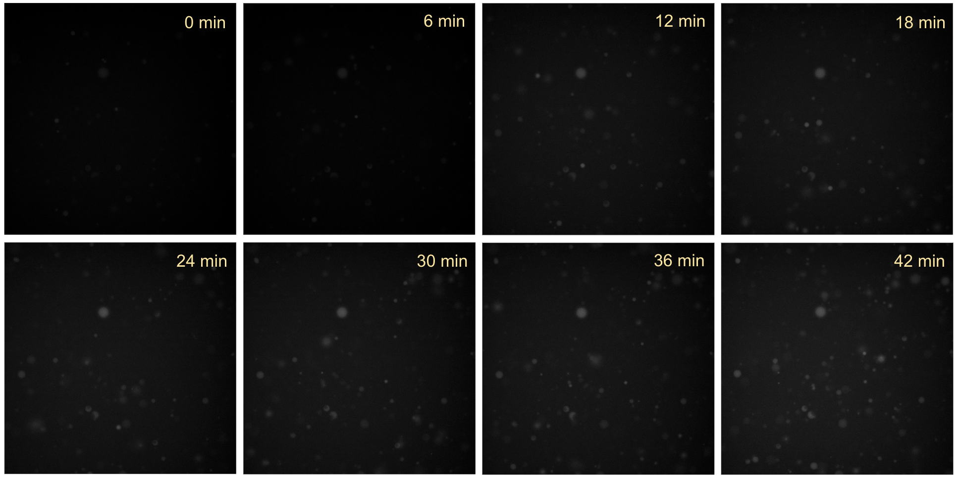 Time-series fluorescence microscopy images of liposomes containing only purified SRP proteins, incubated at 37 °C. Images were acquired in the 561 channel (10 ms exposure, 40% intensity) for EtBr intraliposome fluorescence. No significant increase in red fluorescence was observed in liposomes overtime.
