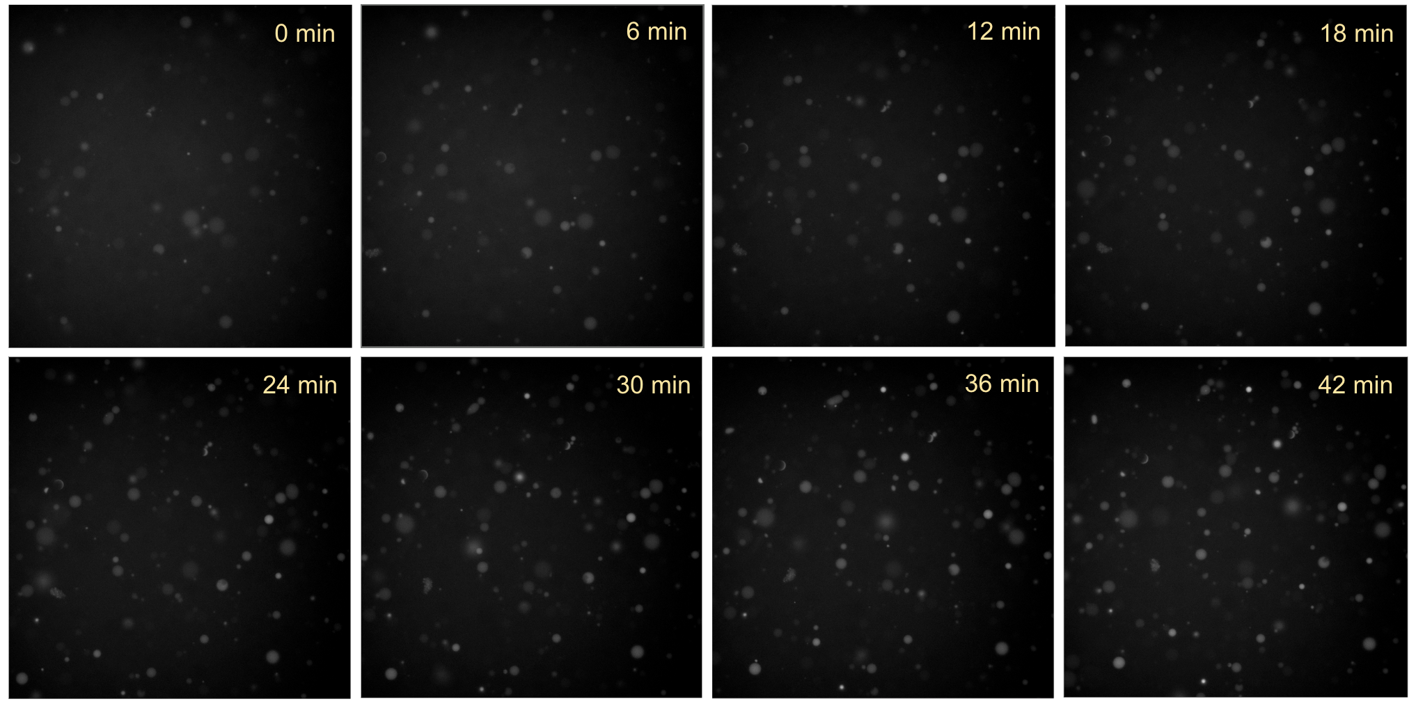 Time-series fluorescence microscopy images of liposomes containing only purified SRP proteins, incubated at 37 °C. Images were acquired in the 561 channel (10 ms exposure, 40% intensity) for EtBr intraliposome fluorescence. No significant increase in red fluorescence was observed in liposomes overtime.