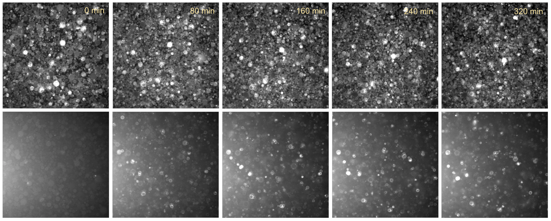 Time series of PURE cells containing E14C without SecYEG and SRP system. Top: liposome membranes (647nm fluorescnece channel); Bottom: EmrE-deGFP (488nm fluorescence channel).