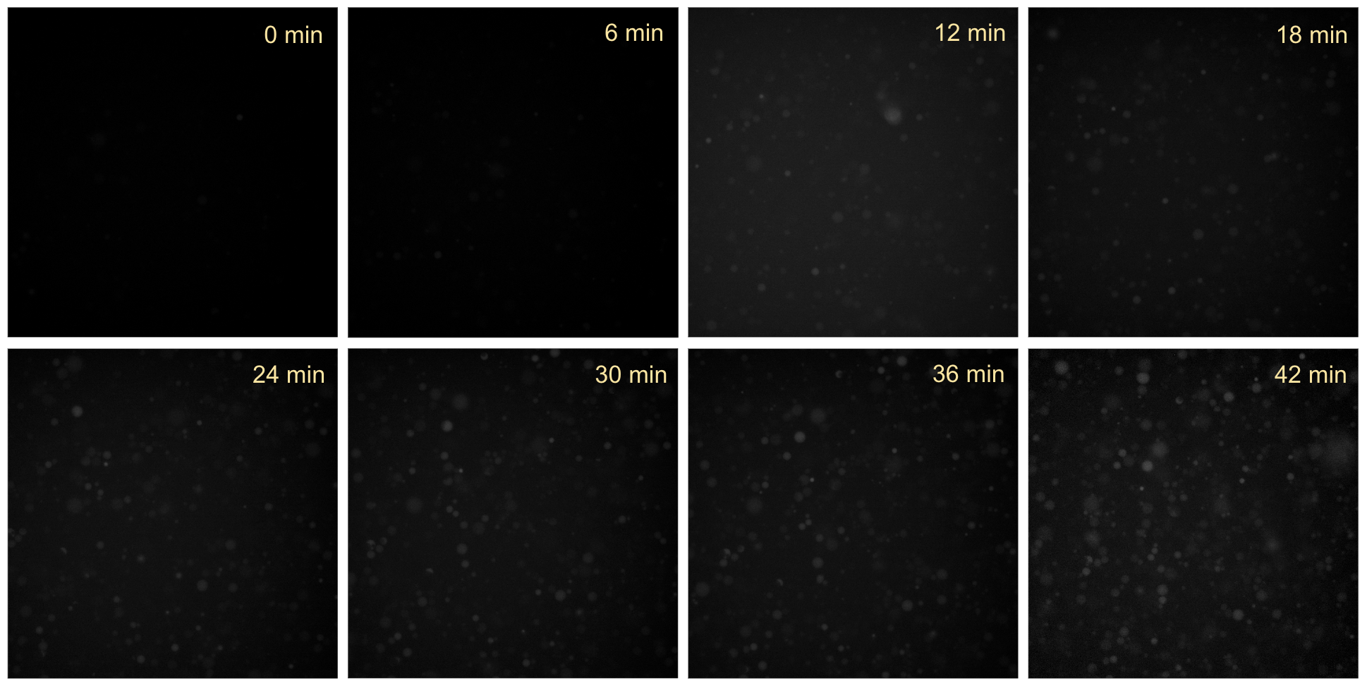 Time-series fluorescence microscopy of liposomes containing pT7-E14C DNA and purified SRP proteins, incubated at 37 °C. Intraliposomal EtBr fluorescence was monitored in the 561-nm channel (10 ms exposure, 40% laser intensity). No significant increase in red fluorescence was observed in liposomes overtime.