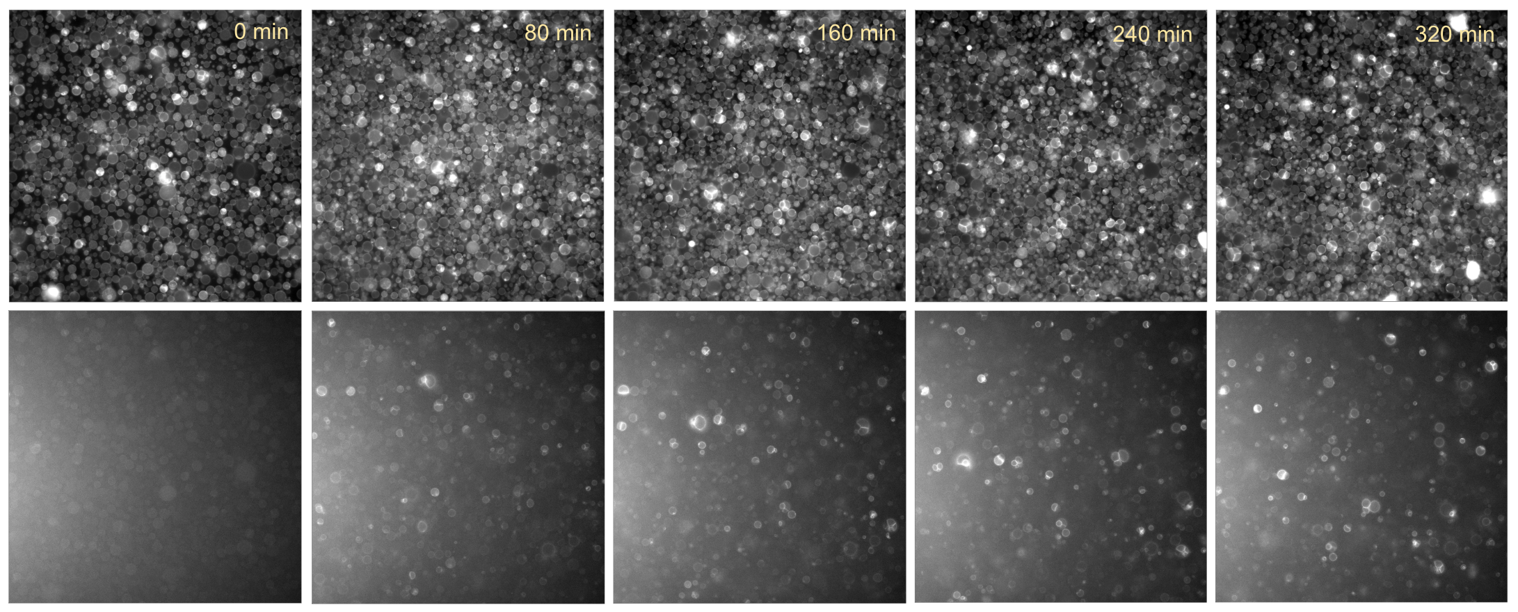 Time series of PURE cells containing E14C with SecYEG and SRP system. Top: liposome membranes (647nm fluorescnece channel); Bottom: EmrE-deGFP (488nm fluorescence channel).