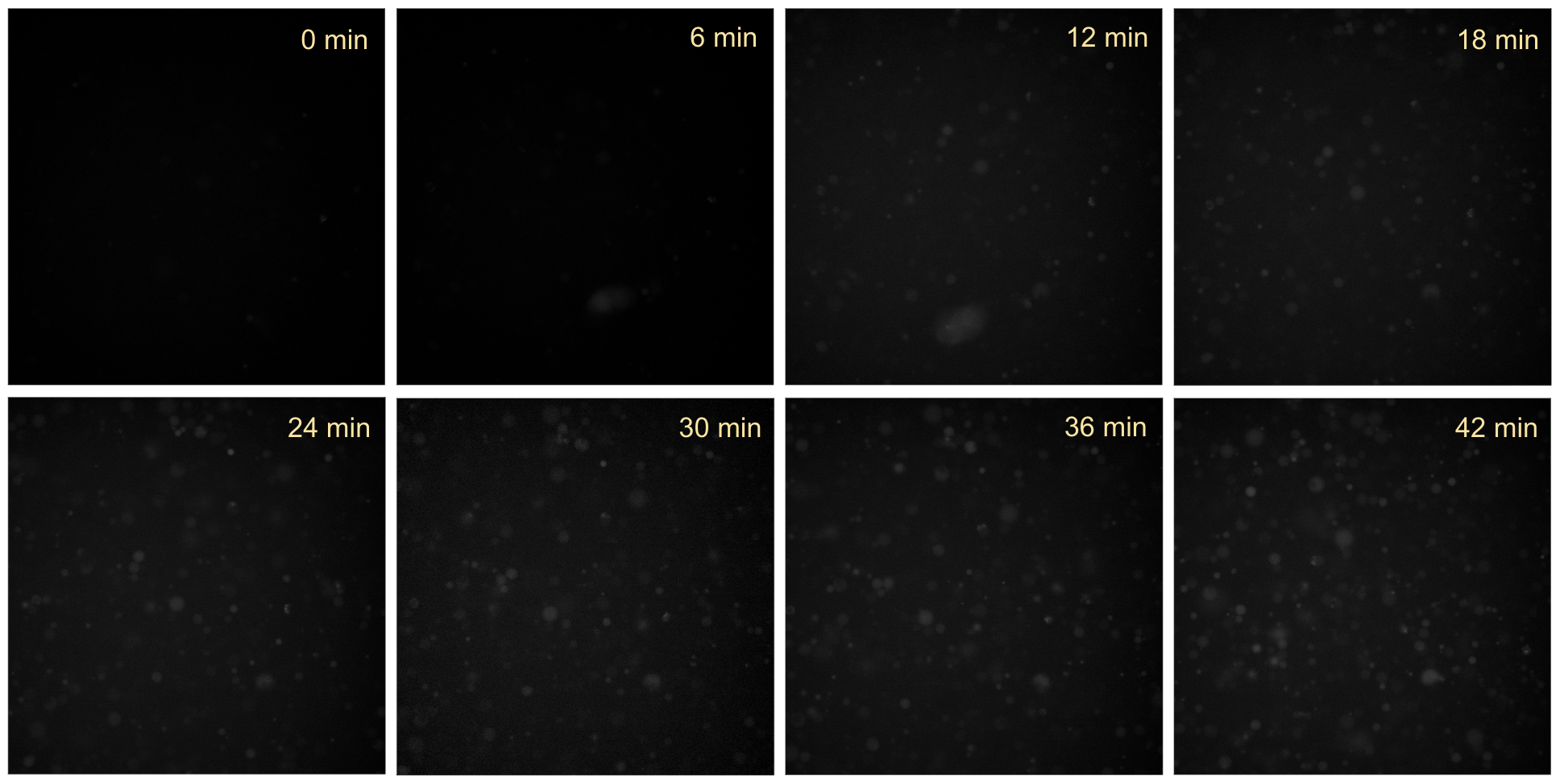 Time-series fluorescence microscopy of liposomes containing pT7-E14C and pT7-pSecYEG DNAs together with purified SRP proteins, incubated at 37 °C. Intraliposomal EtBr fluorescence was monitored in the 561-nm channel (10 ms exposure, 40% laser intensity). No significant increase in red fluorescence was observed in liposomes overtime.