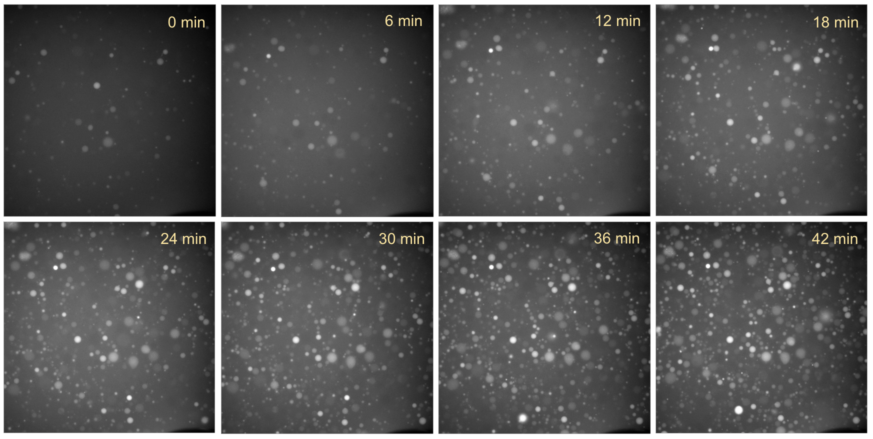 Time-series fluorescence microscopy of liposomes containing pT7-EmrE DNA and purified SRP proteins, incubated at 37 °C. Intraliposomal EtBr fluorescence was monitored in the 561-nm channel (10 ms exposure, 40% laser intensity). Red fluorescence increased over time, indicating progressive accumulation of EtBr within the liposomes.