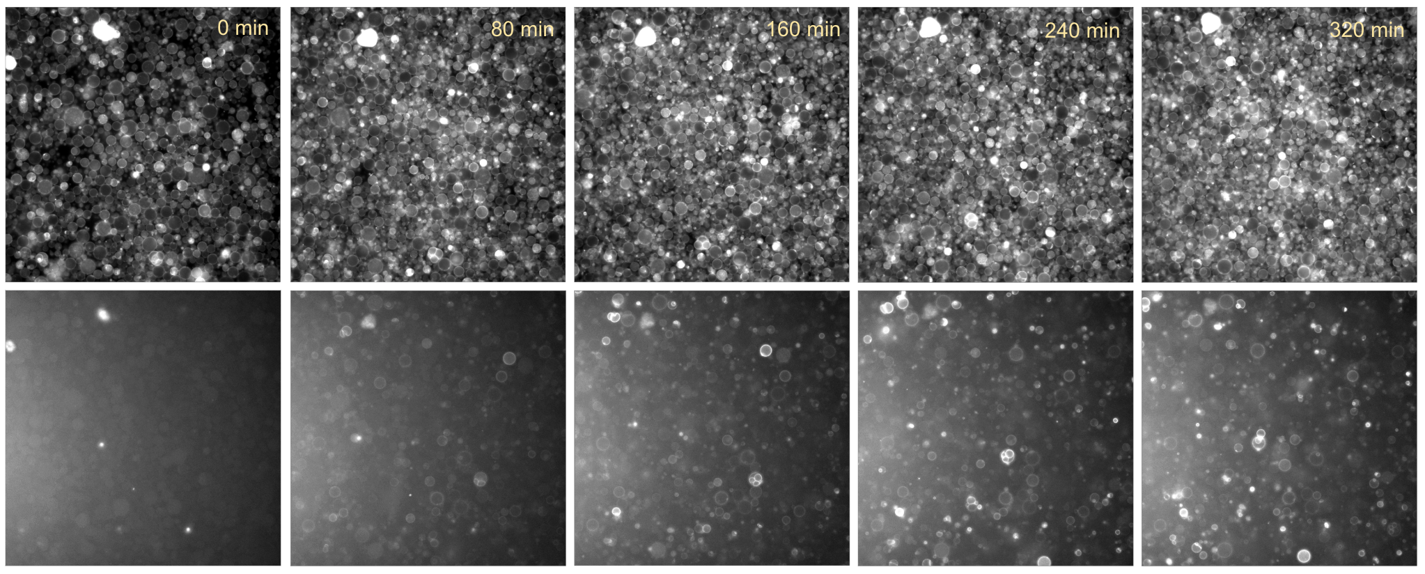 Time series of PURE cells containing EmrE without SecYEG and SRP system. Top: liposome membranes (647nm fluorescnece channel); Bottom: EmrE-deGFP (488nm fluorescence channel).