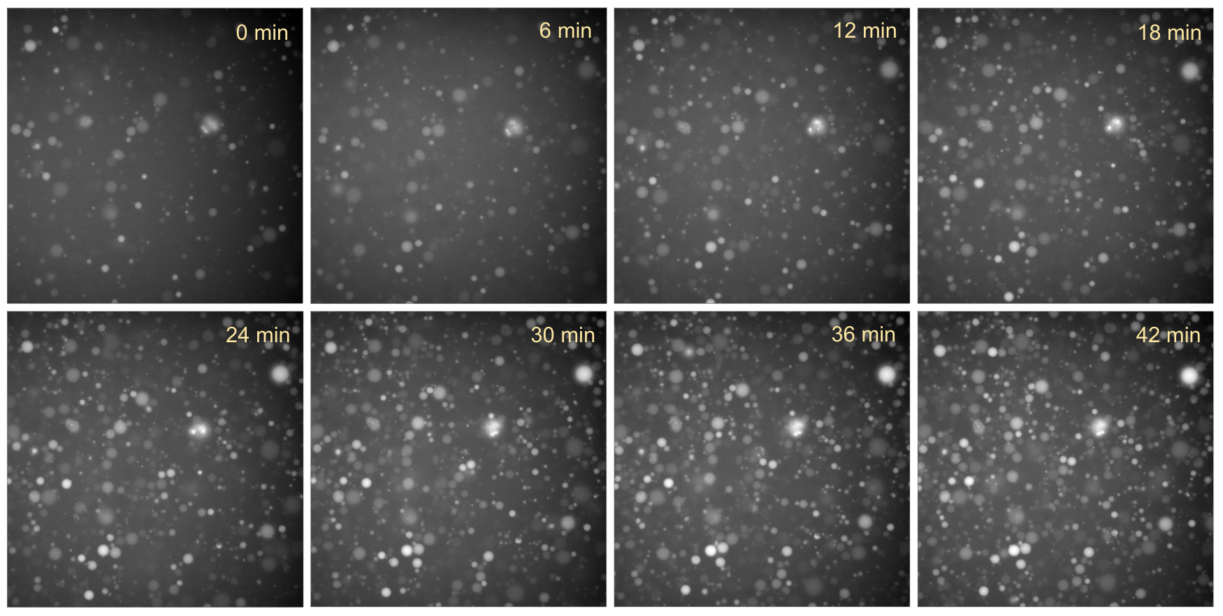 Time-series fluorescence microscopy of liposomes containing pT7-EmrE and pT7-pSecYEG DNAs together with purified SRP proteins, incubated at 37 °C. Intraliposomal EtBr fluorescence was monitored in the 561-nm channel (10 ms exposure, 40% laser intensity). Red fluorescence increased over time, indicating progressive accumulation of EtBr within the liposomes.