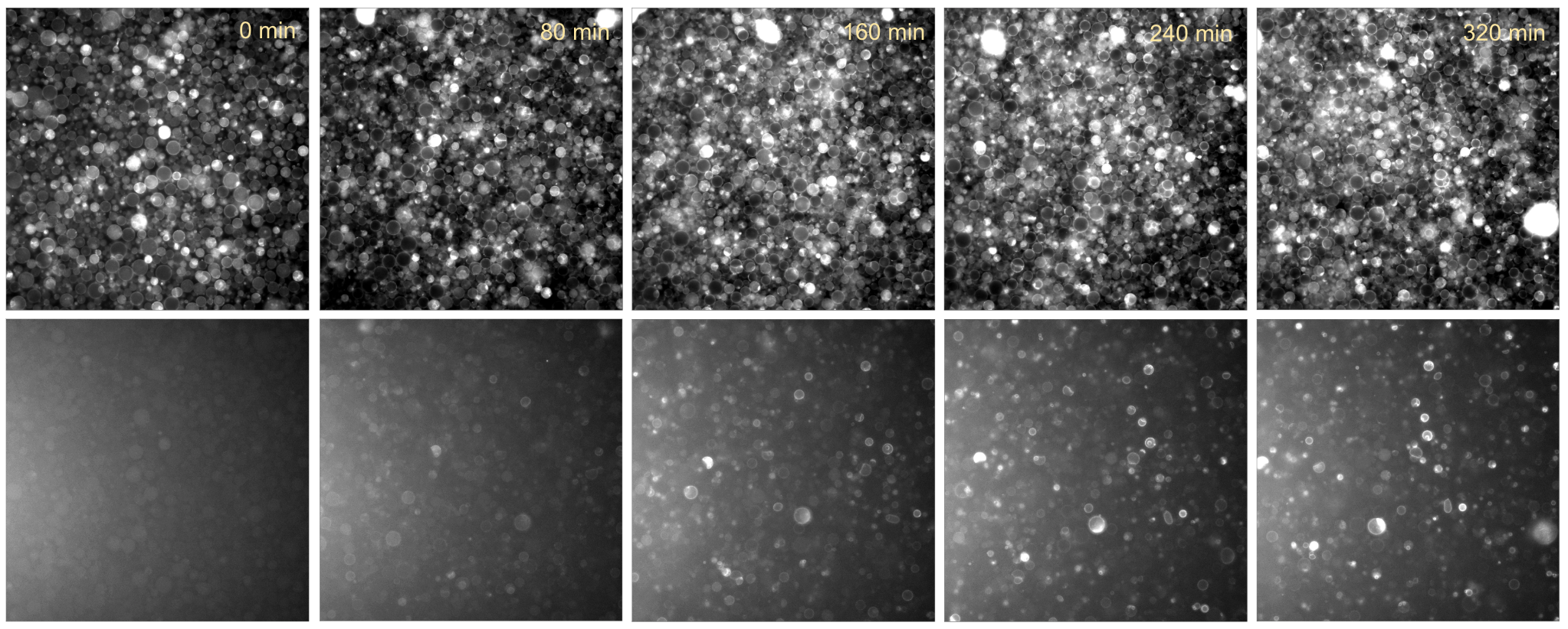 Time series of PURE cells containing EmrE with SecYEG and SRP system. Top: liposome membranes (647nm fluorescnece channel); Bottom: EmrE-deGFP (488nm fluorescence channel).
