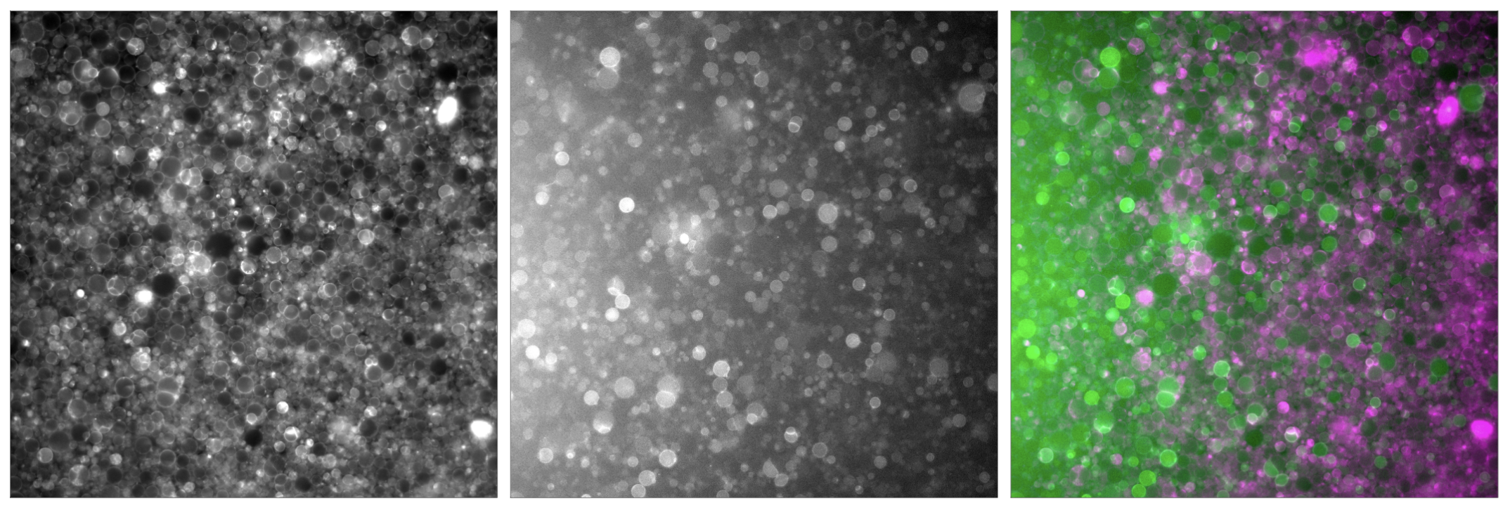 Microscopy fluorescent images of liposomes expressing SecG-deGFP after incubation at 37 °C for 6 hours. Most liposomes show strong green fluorescent rings, indicating membrane localization of SecG-deGFP. Left: Membranes (647 nm); Middle: GFP (488 nm); Right: Merge.
