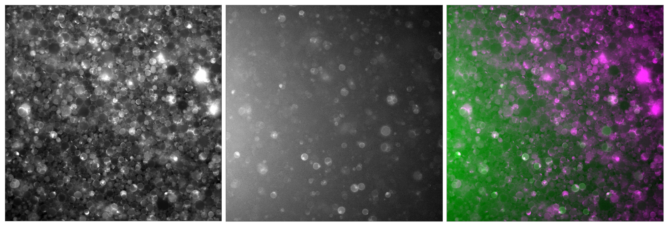 Microscopy fluorescent images of liposomes expressing SecY-deGFP after incubation at 37 °C for 6 hours. Some liposomes show green fluorescent rings, indicating membrane localization of SecY-deGFP. Left: Membranes (647 nm); Middle: GFP (488 nm); Right: Merge.