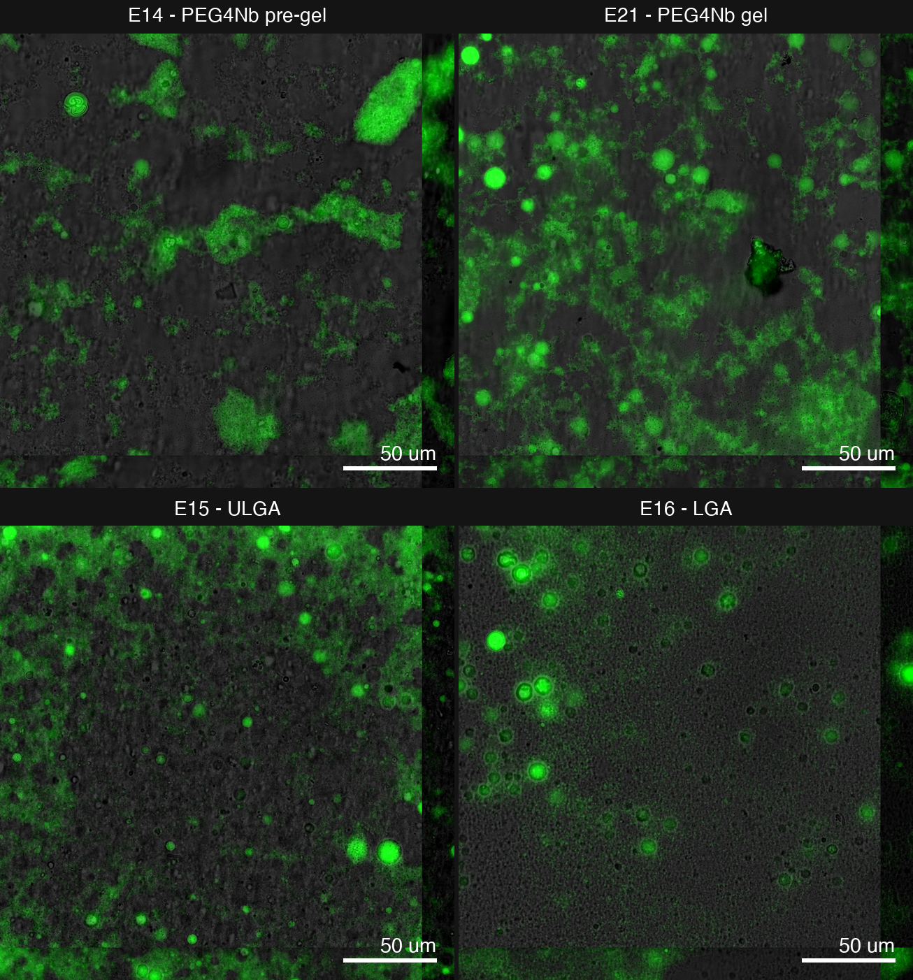 GFP-GUVs+LUVs across the four gel conditions, one field of view each.
PEG4Nb pre-gel (E14) and PEG4Nb gel (E21) share a GFP stretch of 11864
to 20155 counts. ULGA (E15) is stretched at 8405 to 11247 counts, and
LGA (E16) at 4158 to 7020 counts, each on its own. The two wells’ GFP
levels do not share a usable common window. Brightfield is blended in
at 25% weight as gel-matrix context.