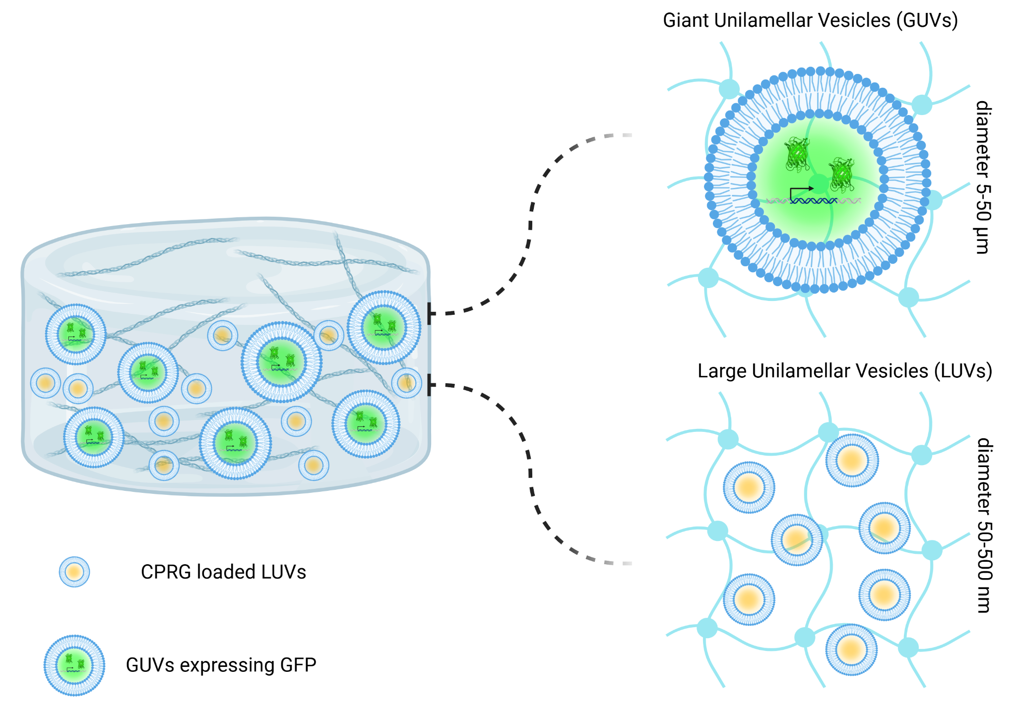 Schematic representation of unilamellar vesicles contained in a hydrogel matrix.