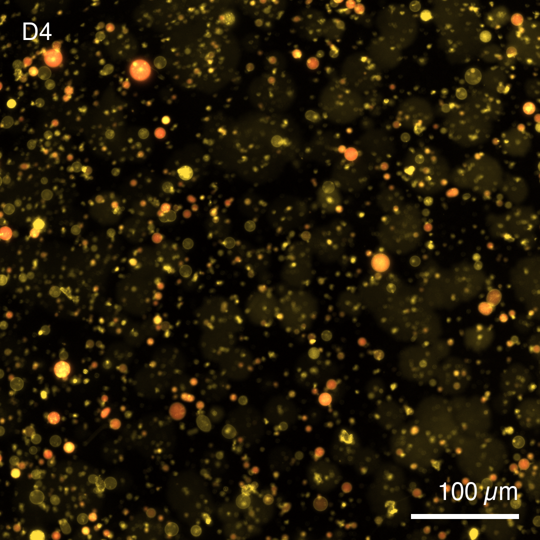 PLA1-expressing synthetic cells at pH 7.6 after 13 h at 37 °C. Cy5 signal is retained inside the vesicles, indicating that membrane integrity was preserved and PLA1 activity did not cause dye leakage.